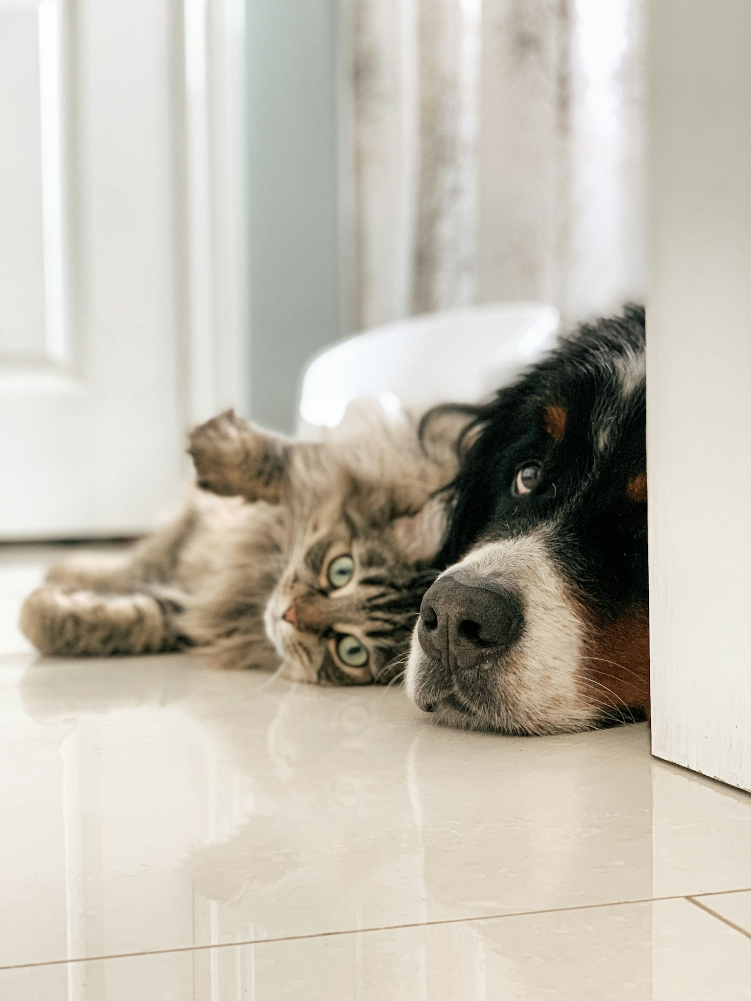 Tendências em Medicina Veterinária Premium no Brasil